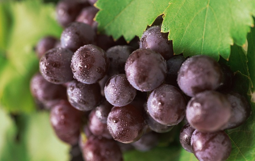 “葡萄美酒夜光杯”，敦煌陽關(guān)葡萄最甜美