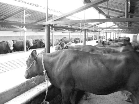 產業(yè)發(fā)展看平涼——“平涼紅?！眽乳_花墻外紅