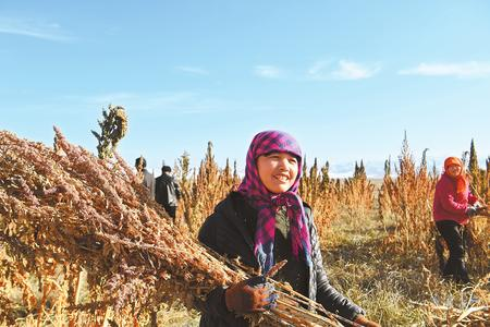 藜麥香飄新家園——天?？h易地扶貧搬遷工作掠影