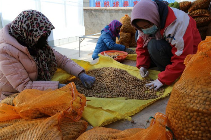 了不起！甘肅定西馬鈴薯良種出口7個國家