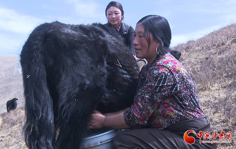 甘肅合作：高原上盛開了一朵美麗的“格?；ā保▓D）