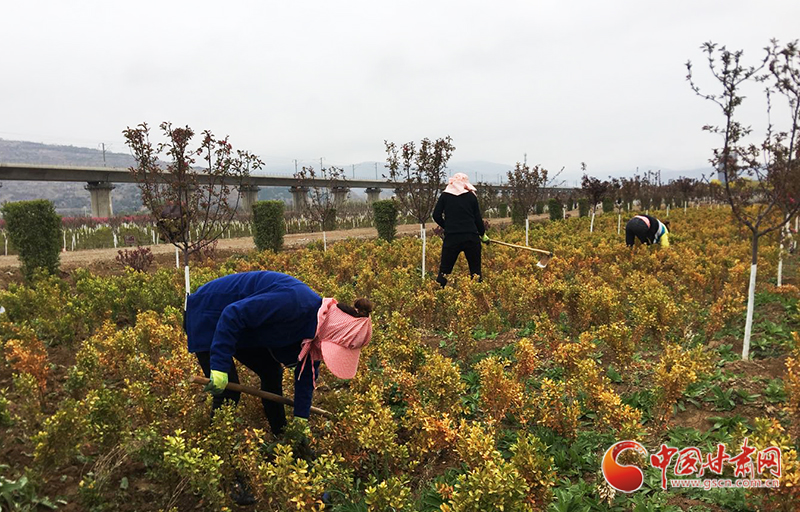 【甘肅省決戰(zhàn)決勝脫貧攻堅】天水麥積區(qū)：扶貧產(chǎn)業(yè)園讓貧困戶陪讀務(wù)工兩不誤（圖）