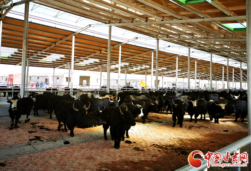 【甘肅省決戰(zhàn)決勝脫貧攻堅】農(nóng)牧結(jié)合養(yǎng)起“脫貧?！?產(chǎn)業(yè)增效共唱“致富歌”