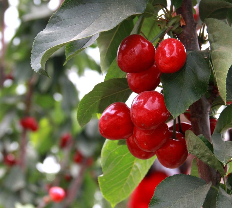 趕緊約起來！民勤紅旗谷櫻桃采摘園開園啦！