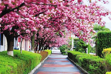 【印象隴原】去兩當，與櫻花赴約