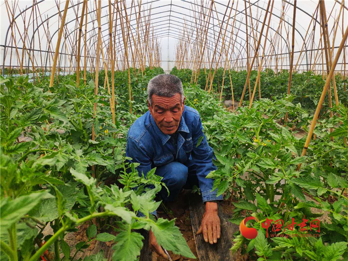 【甘肅省決戰(zhàn)決勝脫貧攻堅】白銀會寧菜農(nóng)王彥全的致富新夢想