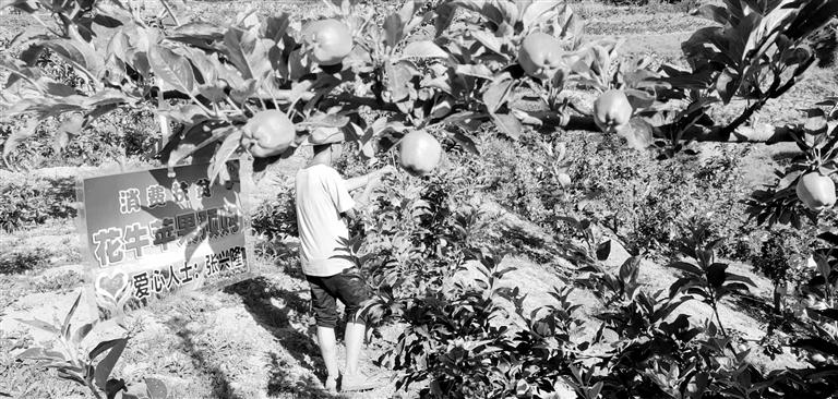 “于堡村果園”開張記——認(rèn)購“一棵樹”，結(jié)出“致富果”