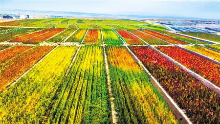 拉開架勢興產業(yè)——武威天?？h發(fā)展特色農業(yè)綜述