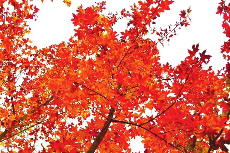 出彩啦！蘭州高校秋景驚艷來襲，快到秋日調(diào)色盤里pick你的母校