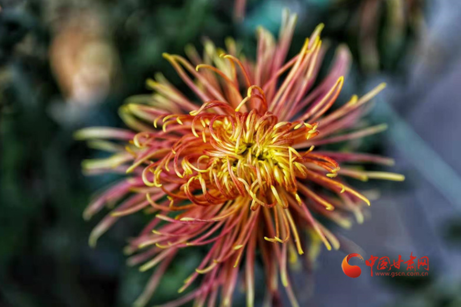 十五年，鍥而不舍終夢圓——寫在蘭州市入選全國文明城市之際