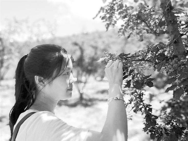 武都花椒有一個時(shí)節(jié)叫做摘椒時(shí)節(jié)