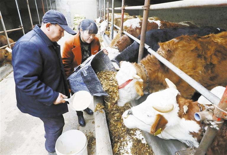 我和我的家鄉(xiāng)丨定西臨洮縣黨家墩村：“?！碑a(chǎn)業(yè)帶來“?！比兆?>
        </a><em>我和我的家鄉(xiāng)丨定西臨洮縣黨家墩村：“牛”產(chǎn)業(yè)帶來“?！比兆?/em></li>
    <li><a  target=