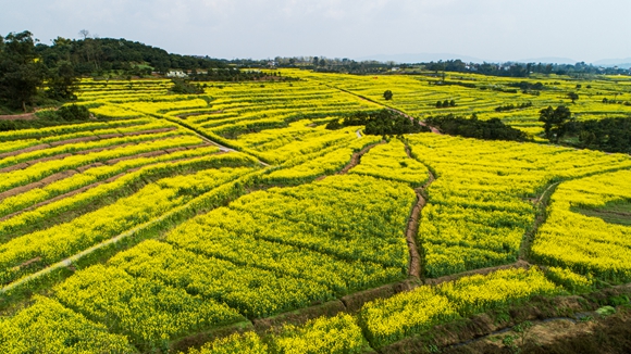 千余畝油菜花盛開。廖濤 攝