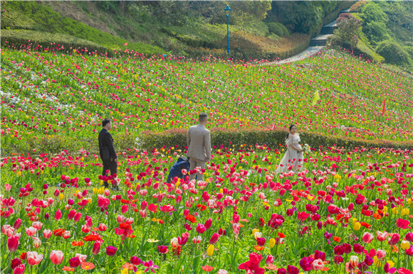 花海間，拍上一組美美的婚紗照。羅云希 攝