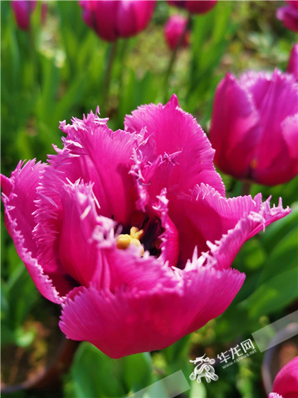 特色郁金香品種，花邊呈鋸齒狀。華龍網(wǎng)—新重慶客戶端記者 舒婷 攝