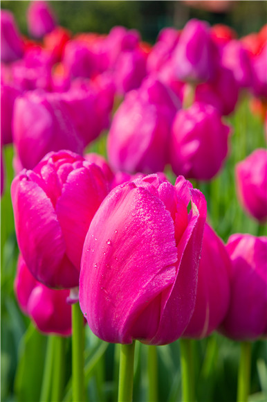 郁金香嬌艷欲滴。羅云希 攝