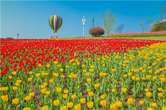 長壽湖郁金香開得正好。羅云希 攝