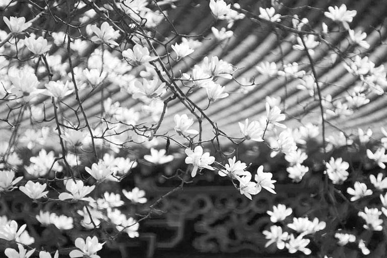 天水雙玉蘭堂，吟杜甫詩 煎泉水茶 賞白石書法