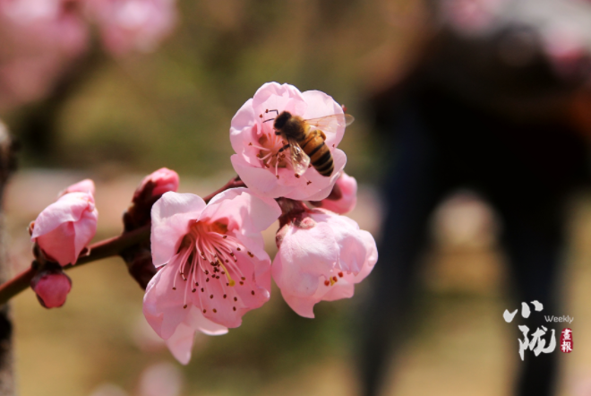 【小隴畫報(bào)·113期】最美人間四月天，灼灼桃花映秦安
