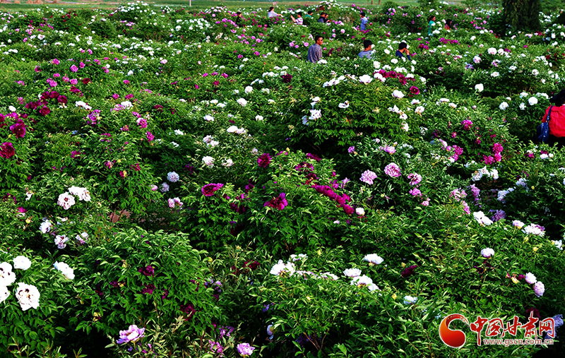 閱盡繁花盛景！定西文旅邀您共赴“紫斑牡丹”之約