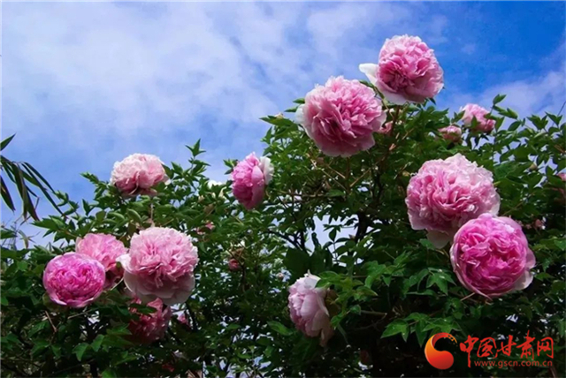 【五一游甘肅】暢游“臨洮縣紫斑牡丹文化旅游節(jié)”，這份攻略請(qǐng)收下！