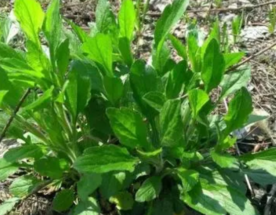 注意！路邊的野菜可不能亂采