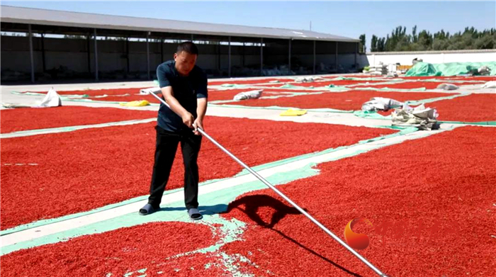 【小康圓夢(mèng)·看甘肅】酒泉瓜州：探索零農(nóng)殘枸杞種植 有機(jī)“紅果果”更受青睞