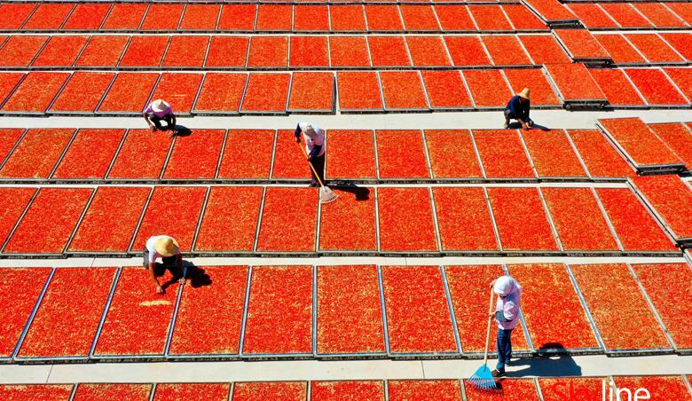 玉門枸杞帶來(lái)“紅”日子