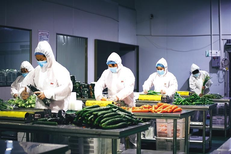 力保蘭州城區(qū)蔬菜供應(yīng) 榆中縣每天保證凈菜出庫品類達20余種數(shù)量超30噸