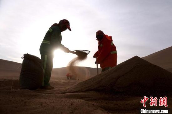 圖為“駱駝保姆”用土方法清理駝糞。　張曉亮 攝