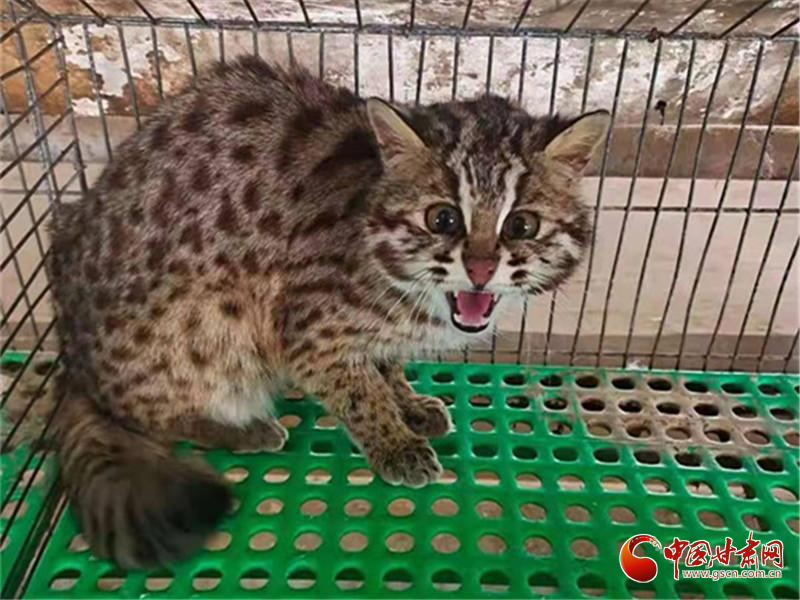 甘肅靈臺(tái)警方成功救助一只國家二級(jí)重點(diǎn)保護(hù)野生動(dòng)物豹貓