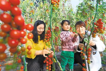 酒泉市肅州區(qū)東洞戈壁產業(yè)園里的圣女果、人參果陸續(xù)成熟上市
