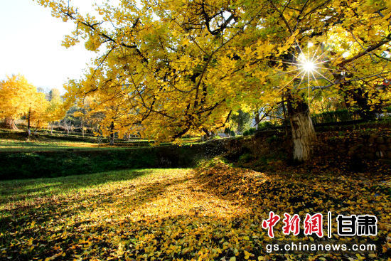 隴南徽縣銀杏樹最美的時候，當(dāng)屬每年的10月至11月。圖為樹葉已染黃的銀杏樹。張承榮 攝