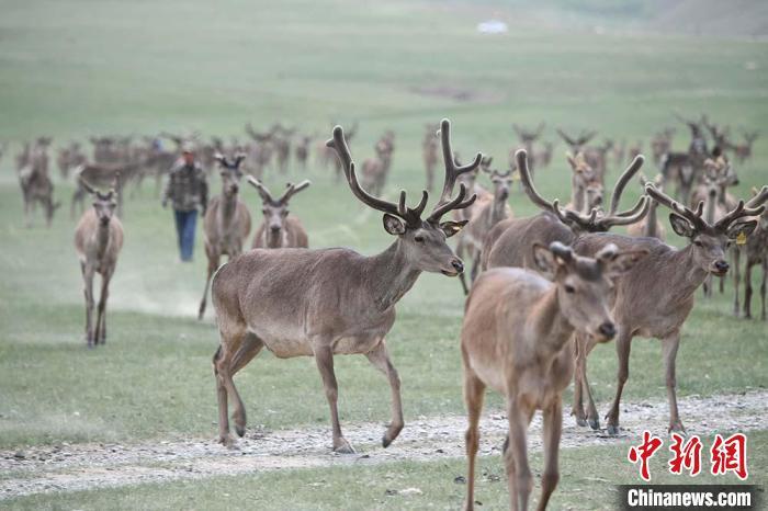 圖為肅南縣馬鹿養(yǎng)殖場(chǎng)內(nèi)的鹿群?！钇G敏 攝