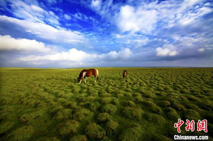 圖為甘肅甘南藏族自治州草原風(fēng)光。(資料圖) 艾慶龍 　攝