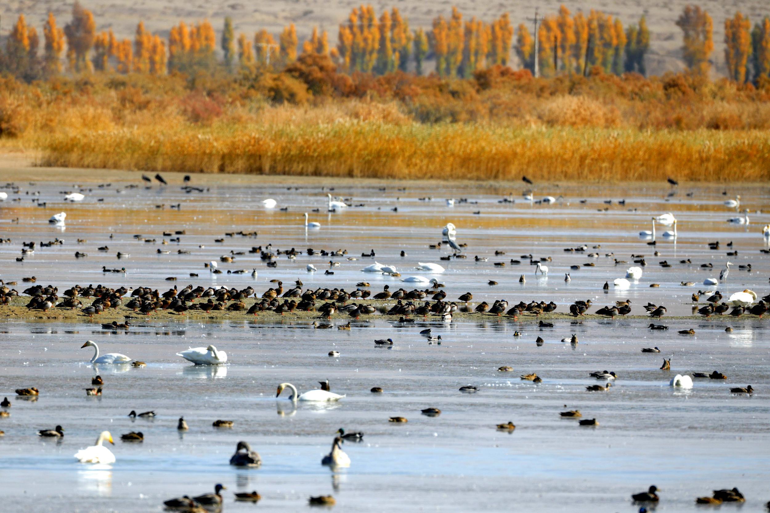 天鵝飛抵高臺(tái)縣黑河濕地嬉戲覓食、棲息越冬。尹昭霞攝
