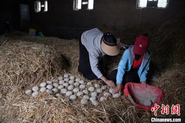 酒曲成型之后入曲房，入室之前要灑水，再鋪青稞草，防止曲塊的水分被吸走，曲房?jī)?nèi)有通風(fēng)道、窗戶、暖氣、電熱爐等各種控制曲房溫度的設(shè)備。圖為5月10日，工作人員將成型的曲塊搬運(yùn)到曲房。九美旦增　攝