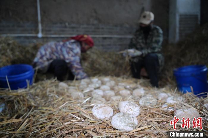 酒曲從曲坯入房培養(yǎng)到培養(yǎng)結(jié)束，整個(gè)培養(yǎng)周期控制在4至8天，曲坯的要求光滑，軟硬適宜，手按曲坯不松散，結(jié)實(shí)，薄厚一致。圖為5月10日，工作人員準(zhǔn)備將培養(yǎng)好的曲坯拿到外面晾曬。九美旦增　攝