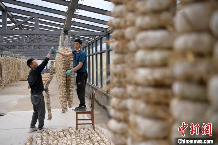 圖為5月10日，工作人員將用青稞面和青稞草等制成的曲坯用繩子串起來晾曬。九美旦增　攝