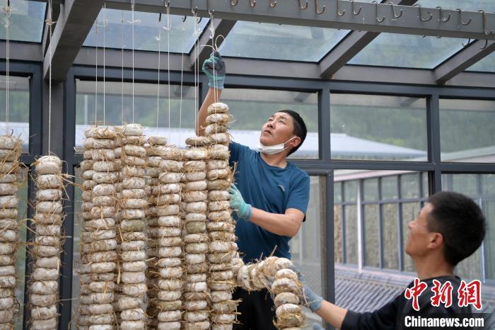 圖為5月10日，工作人員將用青稞面和青稞草等制成的曲坯用繩子串起來晾曬。九美旦增　攝