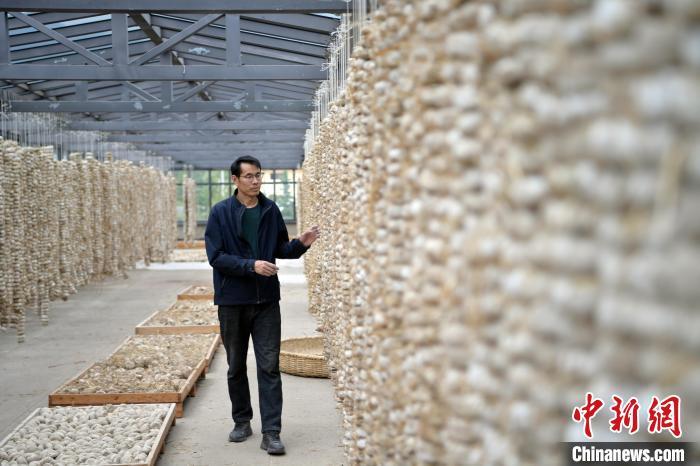 圖為5月10日，工作人員檢查晾曬的曲胚。九美旦增　攝