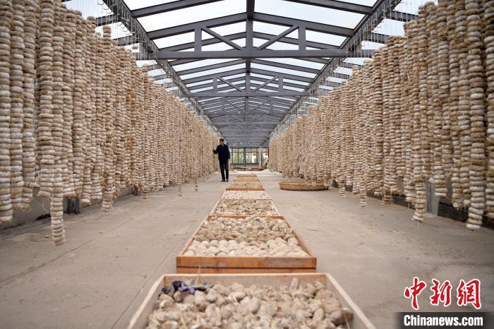 圖為5月10日，工作人員檢查晾曬的曲胚。九美旦增　攝