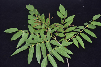 小花香槐 (1).JPG