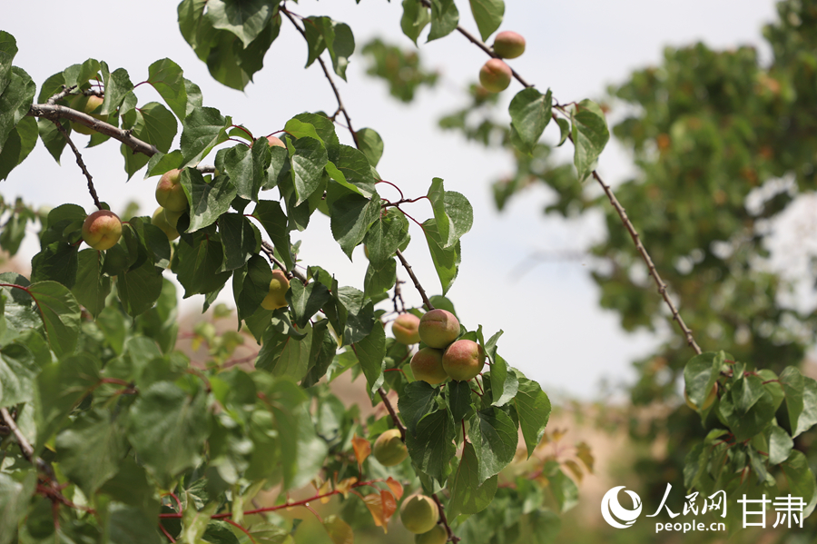 蘭溝村百畝杏林的杏子即將成熟。人民網記者 焦隆攝