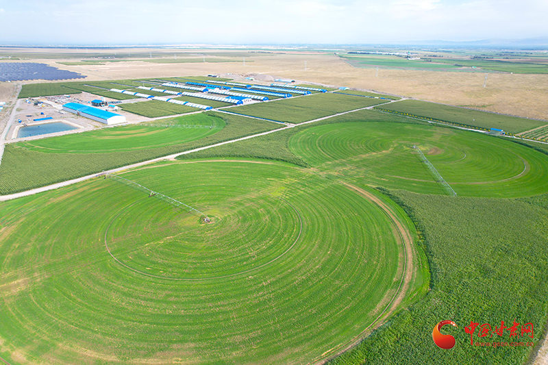 民樂(lè)：草畜產(chǎn)業(yè)撐起鄉(xiāng)村振興“富民傘”