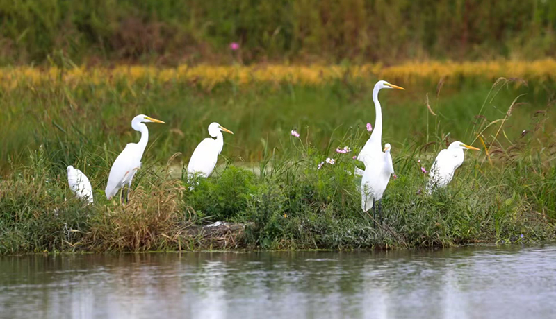  涇川：做實(shí)水文章 扮靚生態(tài)底色