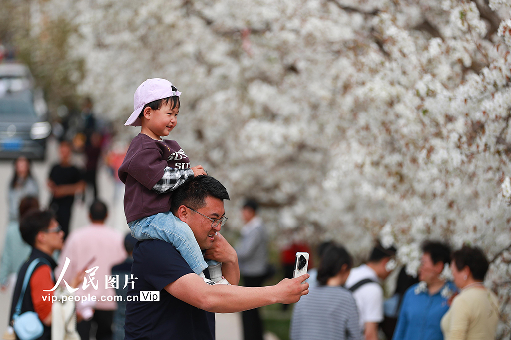 甘肅皋蘭：萬畝梨花綻放 農旅興旺促振興