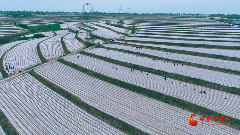 崇信：千畝巨菌草栽種忙 產(chǎn)業(yè)振興添動能