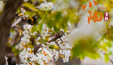 臨洮：杏花染春 牡丹紅透洮河畔